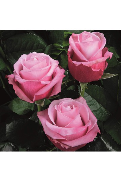 Куст розы Deep Water в полном цветении